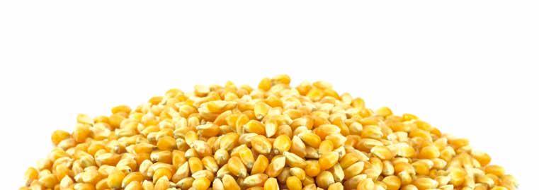 Kukorica vetőmag ajánlat NK Columbia FAO 450 Nagyon jó agronómiai tulajdonságokkal rendelkező hibrid. Terméshozama magas. Csövei vastagok, jól termékenyülnek. Talajokra nem igényes.