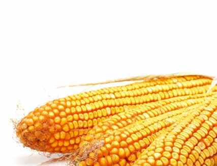 Kukorica vetőmag ajánlat Dolar FAO 430 Ideális kettős hasznosításra.