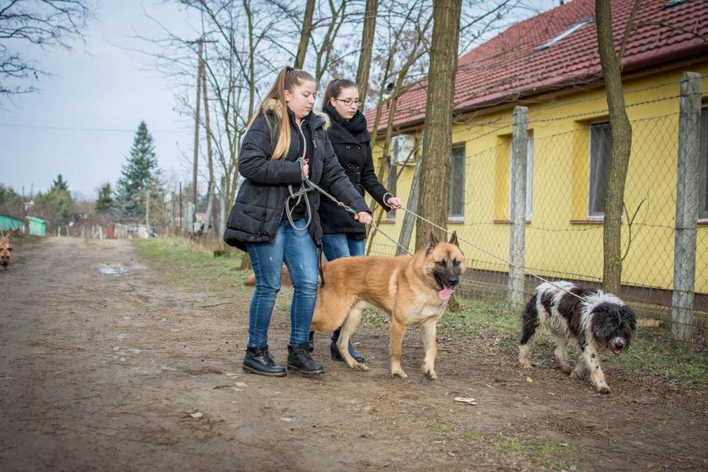 Fennállásunk óta üzemeltetjük az Állatotthont, amely a legszínvonalasabbak közé tartozik az országban.