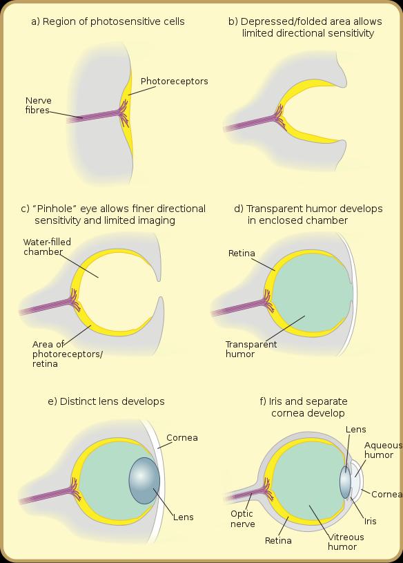 1. ábra A fejlett lencsés szem kialakulásának evolúciós lépései [4] A szem evolúciójának utolsó szakaszában megjelenik a szaruhártya, illetve a szivárványhártya, melyek a szemlencse előtt