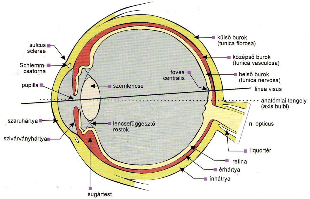 3. ábra Az emberi szemgolyó teljes felépítése [11] A szemcsarnokoknak a szaruhártya és a szemlencse közötti területet nevezzük, a melyet a szivárványhártya oszt ketté elülső és hátulsó szemcsarnokká.