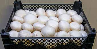 ro Web: www.boglarchamp.ro Termesztett gombák Fehér és Barna Csiperkegomba (Champignon), Laskagomba (Pleurotus) A Boglar Champ Kft.