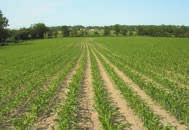 A KUKORICATERMESZTÉS SZABÁLYAI 1 / Már vetéskor maximalizáljuk a termést Optimális magágy előkészítés: vékony talajréteg, nedvesség és elegendő szellőzés Legalább 4 cm-es vetési mélység Álljunk
