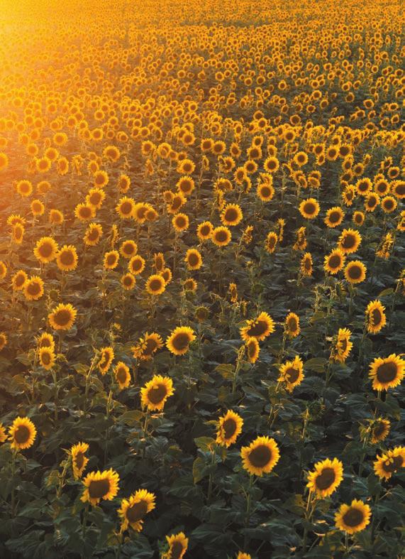 NAPRAFORGÓ KÍNÁLAT 2014 Típus Production System for Sunflower Hibrid Potenciál- Éréscsoport arány Olajsavtartalom JELLEMZŐK Phomopsis (szár) Szklerotínia (tányér) Szklerotínia (tő) Mas 80.