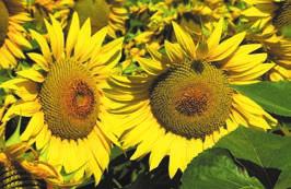 a vegetációs időszak alatt Production System for Sunflower NAPRAFORGÓ a virágzásig Napok száma a keléstől I I I I I I I I I I I I I I I az érésig Ezerszemtömeg 62-68 110-114 49 Betakarítási