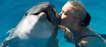Delfin-show Delfinek..a tengerek hihetetlen teremtménye... Csak Rád vár!...gyere és találkozz ezekkel a csodálatos emlősökkel, érintsd meg őket és ússz velük...hagyd, hogy valóra váljanak az álmaid!