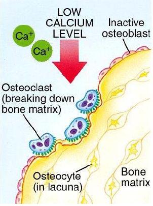 Fokozza az osteoclast aktiválást 3.
