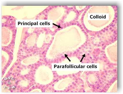 A kalcitonin hatásai Az ún. parafolliculáris C-sejtek állítják elő 1.