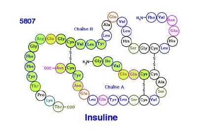 Az inzulin Peptid Jó antigén (immunkémiai mérés lehetősége C-peptid esetén is) 7-15 perc a féléletidő nehéz adagolni