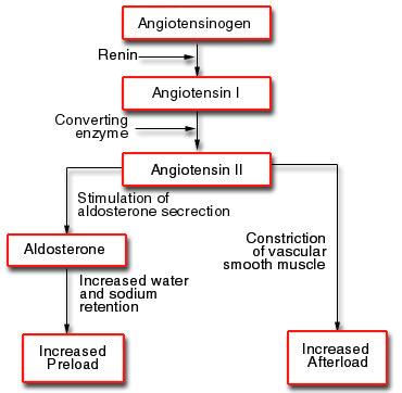 A szintézis szabályozása: Mineralokortikoidok Angiotenzin