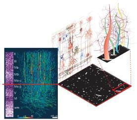 FMRI ALAPOK A NEURÁLIS VÁLASZ FMRI ALAPOK A MÉRETEK TISZTÁZÁSA 27 mm 3 -es téri képelem (voxel) 2,7 millió neuron 1,1-2,7 10 10 szinapszis 11 kilométernyi dendrit 110 km axon található Logothetis,