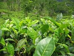 CO 2 kávéolaj felületi védelme Feldolgozástechnológia Betakarítás, szárítás, magozás (cséplés) Tárolás, tisztítás,