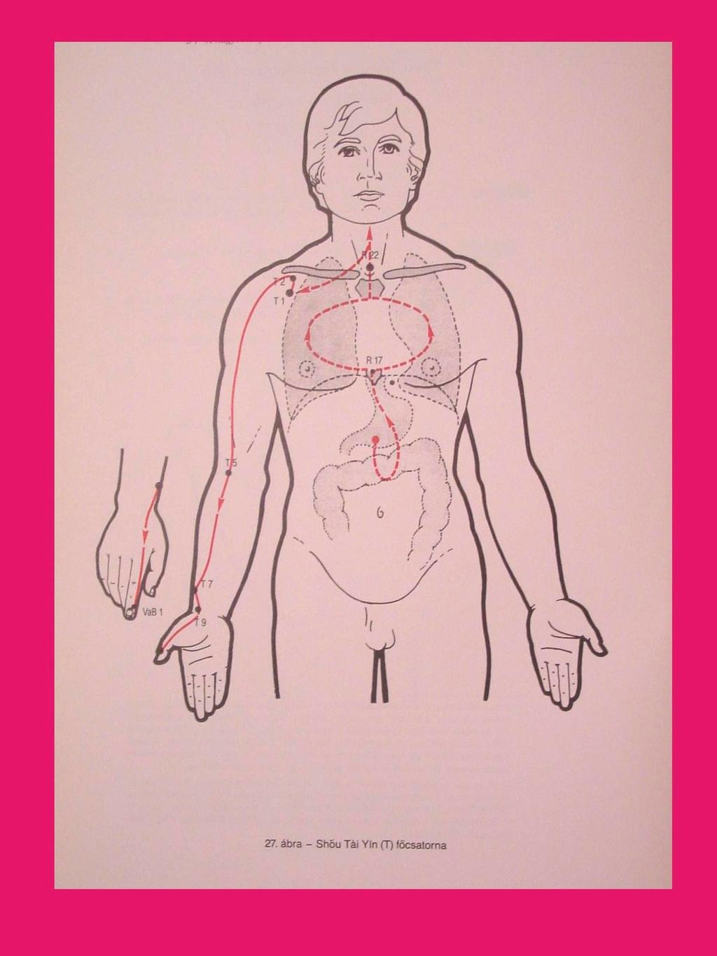 Tüdő Shou Tai yin főcsatorna Izületi +izomfájdalomtenyér, 1.