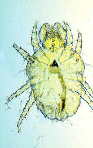 3 Lépésenkénti útmutató sorozat 3.5e: Cheyletiellosis (ragadozóatka-kór) Cheyletiella atka fajok (ragadozóatkák) a kutyákat, macskákat és a nyulakat fertőzik.