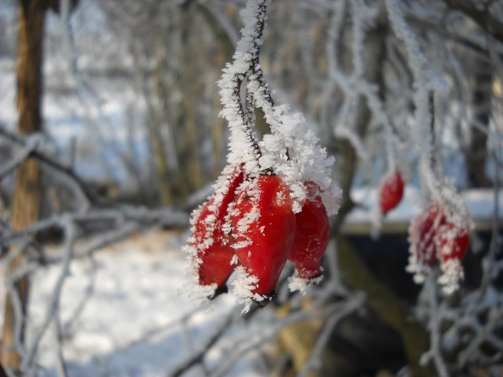 Január 03. (Kedd) 10.00 Január 06. (Péntek) 10.00 Pezsgőbontás Új Évi jókívánságok Fenyőfa lebontás Észak-kiliáni Szolgáltatási Központ Idősek Klubja Január 10. (Kedd) 13.30 Január 17. (Kedd) 10.00 Január 18.