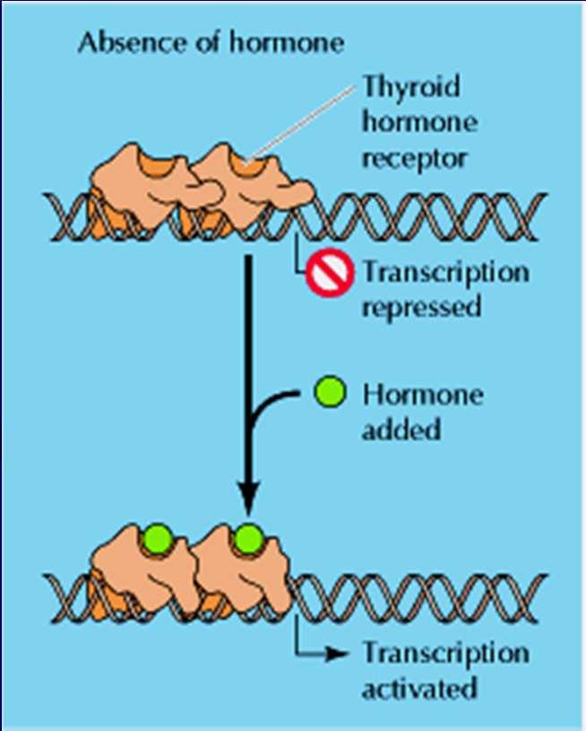 Újfajta hormon-receptorok Diabetes incretin hormonok: a postpradialis insulinszekréció szabályozói glucagon-like peptid (GLP1) glucose-dependent insulinotropic polypeptide (GIP) GLP1 és DPP-4