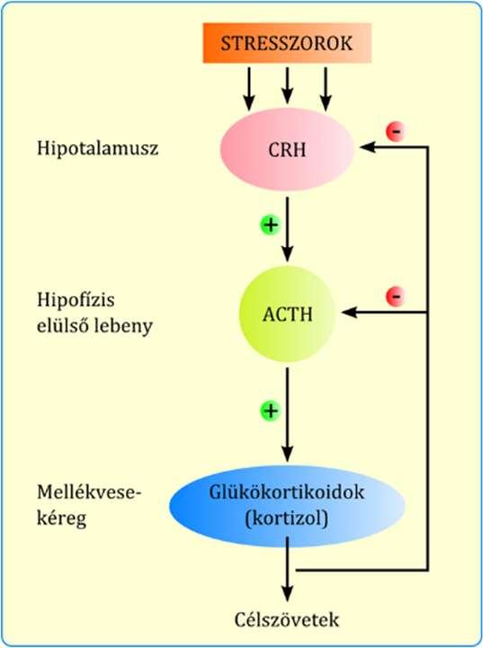 Végül az angiotenzin I átalakul a tüdőben angiotenzin II-vé, mely fokozza az aldoszteron elválasztást, ill. növeli a vérnyomást. 2.