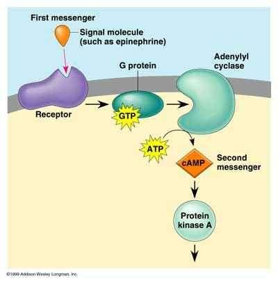 A receptor jelenléte teszi szelektívvé a különféle sejtek között a hormonális hatást.