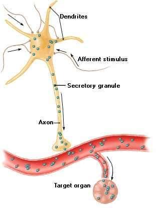 A receptor típusa határozza meg, hogy az adenilát-cikláz aktiválódik vagy gátlódik.