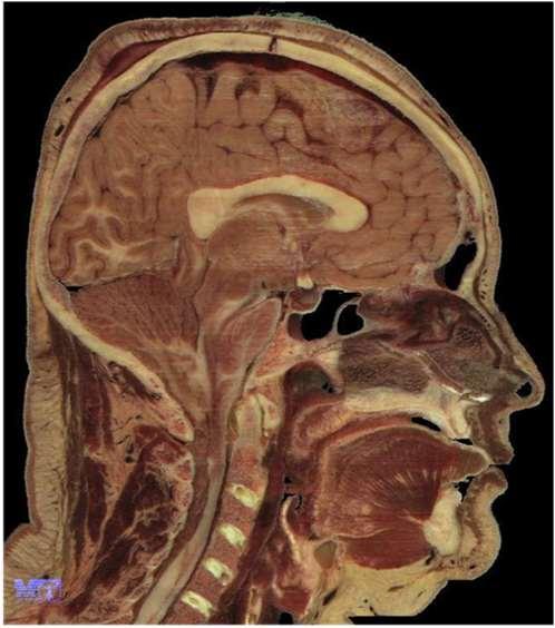 A neuroendokrin rendszer funkciója széles spektrumú: morfogenetikus hatású, azaz biztosítja a gének által meghatározott testmértek kialakulását, a belső környezet szabályozása révén a fenntartja