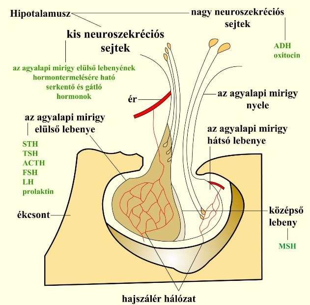 3.4 Működése Az adenohipofízis 6 féle hormont termel.