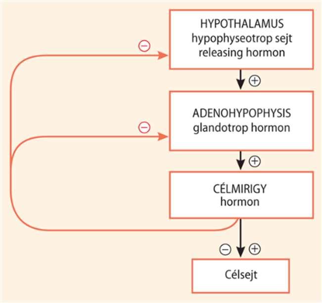 E hormonok általában polipeptidek, egyesek (TSH, FSH, LH) glikoproteidek. A biológiai szabályozás általános elve a negatív feedback, azaz a negatív visszacsatolás mechanizmusa.