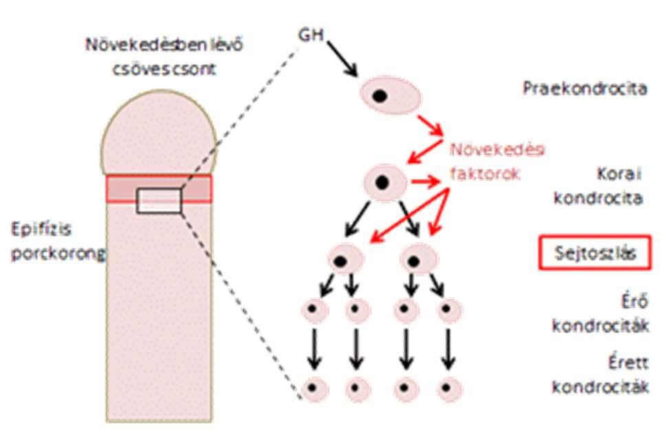 kissejtes magcsoportokban működő neuroszekréciós sejtek serkentő (releasing) és gátló (inhibiting) faktorokkal (pl.