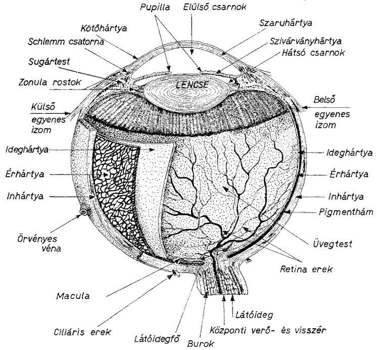 2. Szemészeti alapismeretek és fiziológiai optika 2.1. Szemészeti alapismeretek 2.1.1. Az emberi szem egyes részeinek felépítése és működése Az emberi szem szoros kapcsolatban áll az aggyal, lényegében annak előre helyezett része.