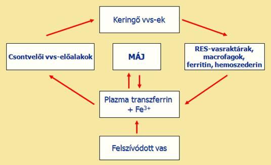 A szervezet belső vasforgalma Anaemiatípusok: az anaemiák etiológiája nagyon sokrétű, csoportosításuk bonyolult I.