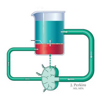 Aorta ív Carotis sinus Magas-nyomású baroreceptor válasz 1-4 l / nap 4-8 l / nap 8-12 l / nap Pitvar Nyirokcsomó Alacsony-nyomású baroreceptorok