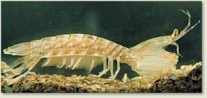 osztály: Malacostraca alosztály: Hoplocarida rend: Stomatopoda - sáskarákok rövid carapax első 5 torszelvényen pengés fogólábak 6 nagy potrohszelvény és jól fejlett telson faroklegyező