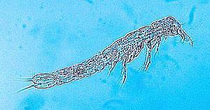 édesvíziek osztály: Malacostraca alosztály: Eumalacostraca nincs carapax rendsorozat: Syncarida első torszelvény szabad vagy hozzánő a torhoz a test szelvényei nagyjából egyformák lábak: hasadtlábak