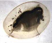 szaporodik a kétoldali hátpajzs befedi a testet, rajta kagylóhéjéhoz hasonló