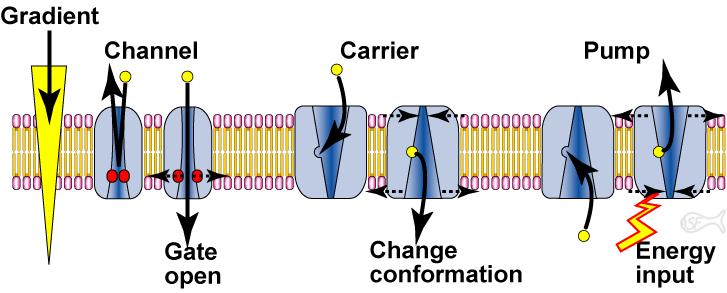 Membrán protein transzporter típusok Csatornák: elősegítik a a diffúziót egy vizes, poláris póruson keresztül, mely konformáció változást indukál és nyitja a csatornát Karrierek: egy részük
