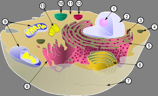 Sejtmembrán és sejtorganellum-membránok - kompartmentek 1-2. sejtmagvacska - sjetmag nucleus 3-5.
