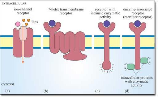 Biomembránok funkciói (B) endo- és exocitózis, fagocitózis Endo-, exocitózis; fagocitózis, pinocitózis Receptor mediált endocitózis (pl.