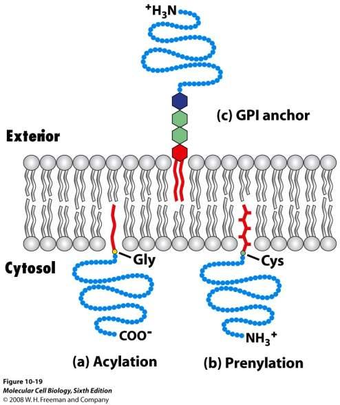 Lipid-horgonyzott membránfehérjék Kovalens kapcsolódás (horgonyzás) típusai: A/ zsírsav acil csoport N-terminális Gly (pl.