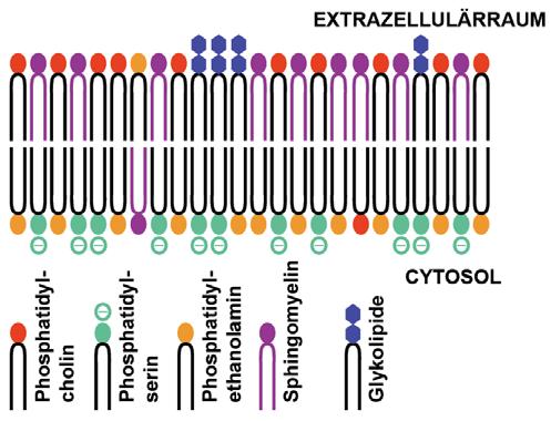 Biomembránok szerkezete: membrán aszimmetria a két réteg összetétele nem azonos eltérő perifériás membránfehérjék, eltérő kötődések eltérő integráns membránfehérje domének a eltérő glikoziláltság