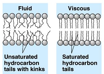 Biomembránok szerkezete: folyékony jelleg - folyékonyság foka testhőmérsékleten: mint olívaolaj - folyékonyság mértéke befolyásolja a membránfehérjék működését - befolyásoló tényezők: - zsírsavláncok
