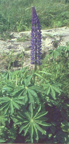 (Meliaceae) Indiában honos fafaj népi gyógyászatban több