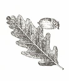Szezonális változások a tápláló értékben és másodlagos növényi anyagok mennyiségében A Quercus robur levelei összetevőinek változása a szezon során polimer, gallusz-sav
