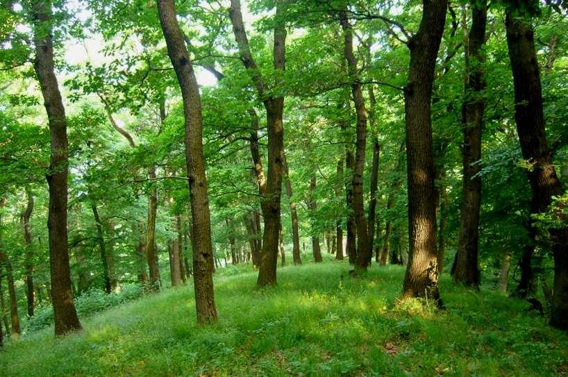 korán nyíló virágok árnyékkedvelők laza lombkorona világos,