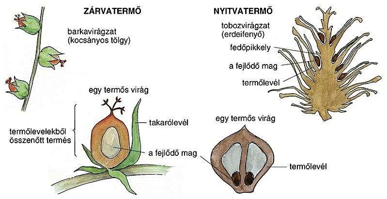 Zárvatermő és nyitvatermő magház zárvatermő a