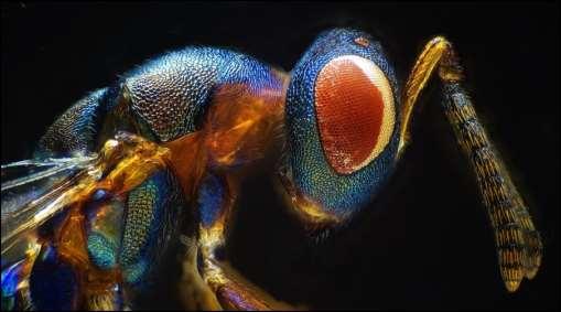 (Hymenoptera,