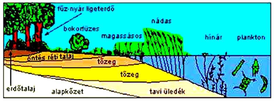 vízitök), nádas (káka, gyékény), magassásos társulások (zsombékosok), fűzbokor ligetek, fűz-nyár ligeterdő.