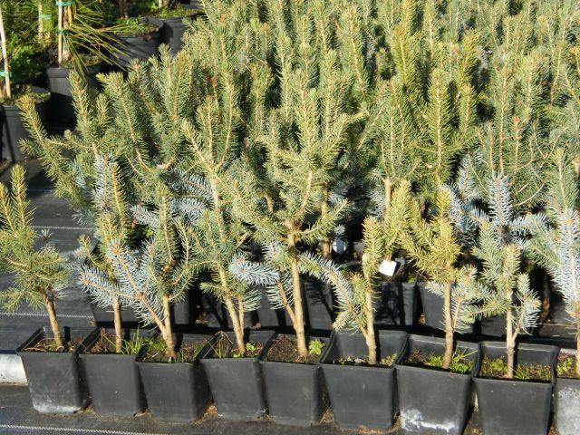 Modern dísznövénytermesztés és kereskedelem Kedvező alany-nemes kombinációk lehetnek a következők: Alany Abies alba, Abies nordmanniana Calocedrus decurrens, Thuja occidentalis Cedrus deodara Nemes