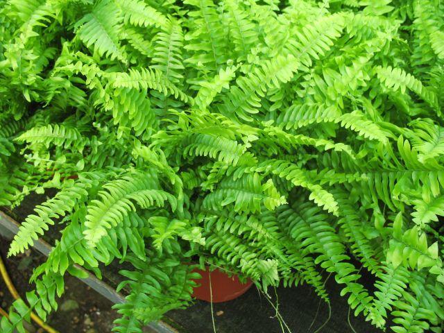 5. Cserepes dísznövények termesztése Nephrolepis exaltata Philodendron erubescens 'Emerald Green' A hosszú tűrőképességű fajok mellett
