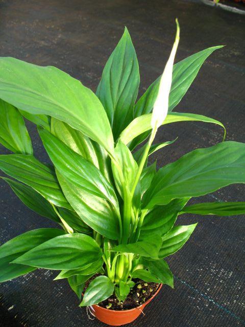 5. Cserepes dísznövények termesztése Spathiphyllum wallisii Cserépben termesztik továbbá a Fuchsia és Pelargonium fajokat és fajtákat, azonban mivel ezeket a virágágyi és balkonnövényekkel azonos