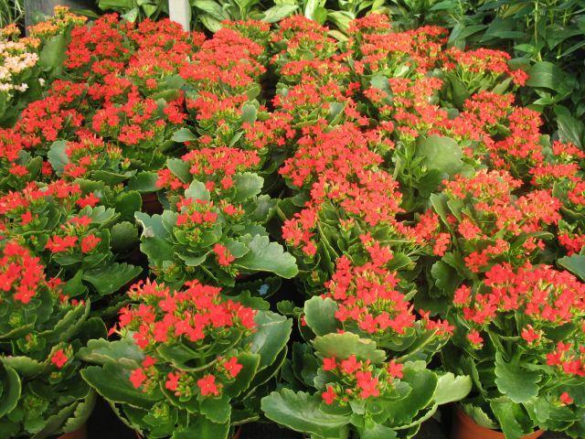 Modern dísznövénytermesztés és kereskedelem Kalanchoe blossfeldiana Alacsony hőmérséklet hatása a mikulásvirág fejlődésére A kultúraidő azonban nő.