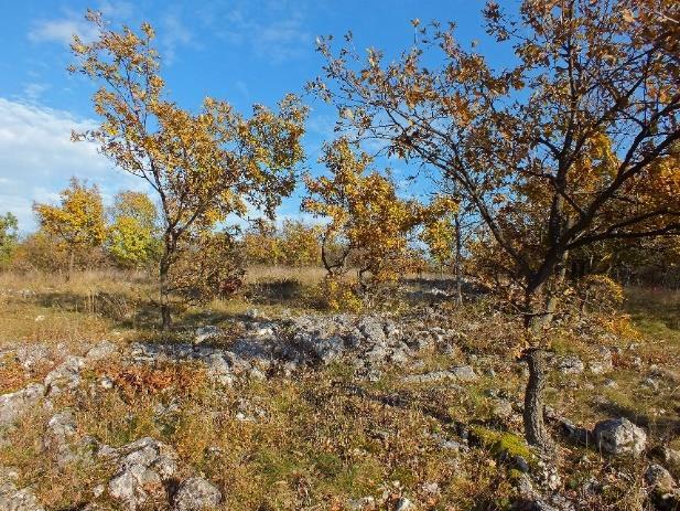 A természetvédelmi törvény alapján források ex lege védett értékek.